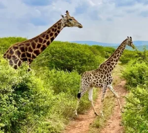 Abuko Nature Reserve
