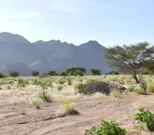 Aïr and Ténéré Reserves
