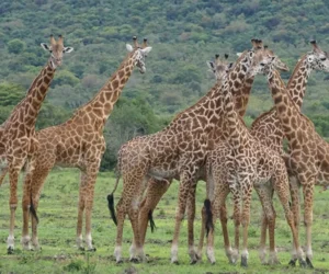 Akagera National Park