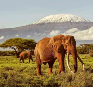 Amboseli National Park