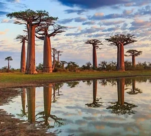 Avenue of the Baobabs