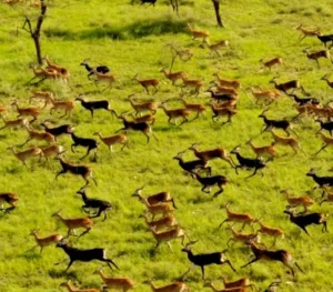 Boma National Park