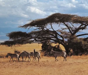 Dinder National Park