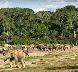 Dzanga-Sangha Special Reserve