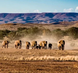 Etosha National Park