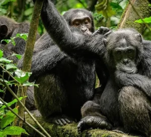Kibira National Park