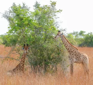 Kissama National Park