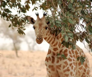 Koure Giraffe Sanctuary