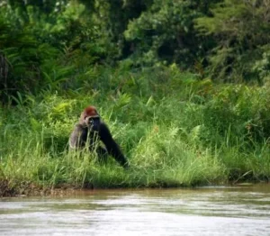 Lésio-Louna-Léfini Gorilla Reserve