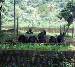 Limbe Wildlife Centre