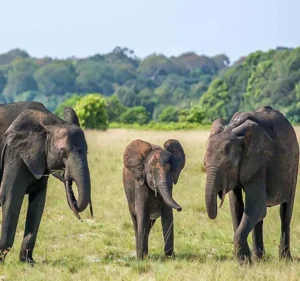 Loango National Park