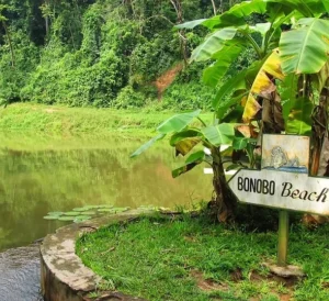 Lola ya Bonobo Sanctuary