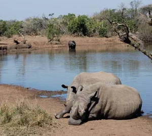 Mkhaya Game Reserve