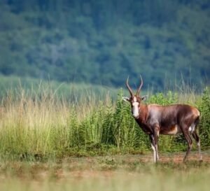 Mlilwane Wildlife Sanctuary