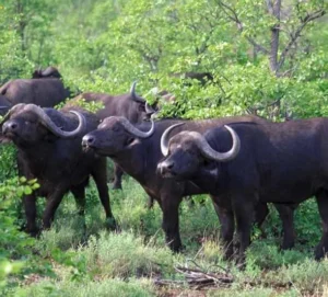 Mole National Park