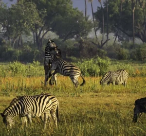 Moremi Game Reserve