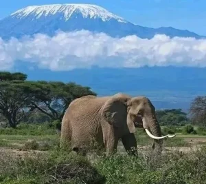 Mount Cameroon
