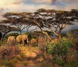 Nimule National Park