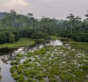 Nouabalé-Ndoki National Park