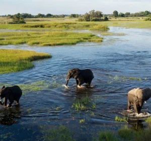 Okavango Delta