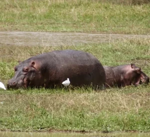 Pendjari National Park