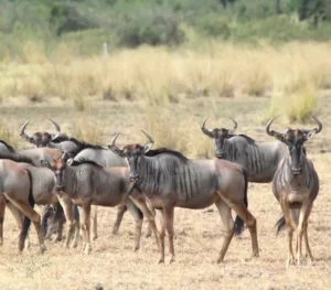 Selous Game Reserve