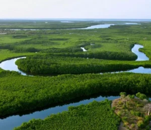 Sine-Saloum Delta