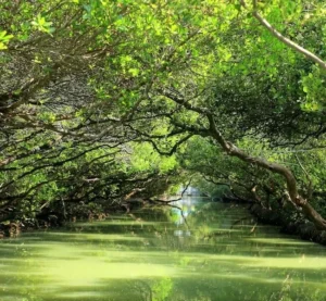 Tai National Park