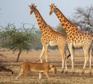 Zakouma National Park