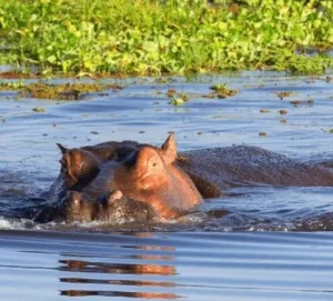 Mare aux Hippopotames